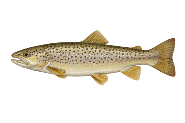 Brown trout illustration from Pocket Fishing Guide