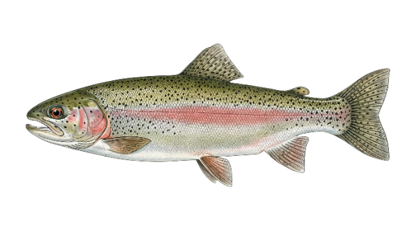 Rainbow trout illustration from Pocket Fishing Guide